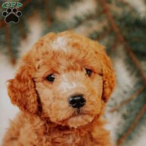 Kendal, Goldendoodle Puppy