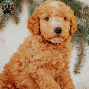 Kendal, Goldendoodle Puppy