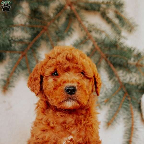 Kenny, Goldendoodle Puppy