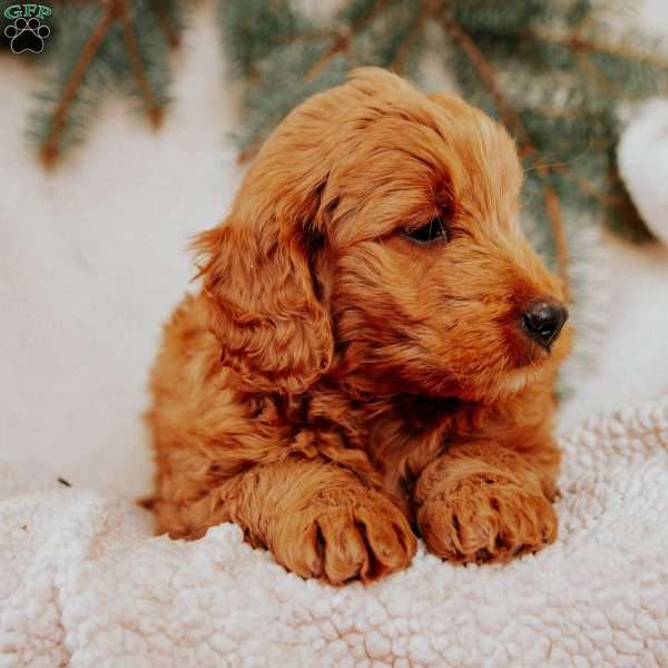 Kevin, Goldendoodle Puppy