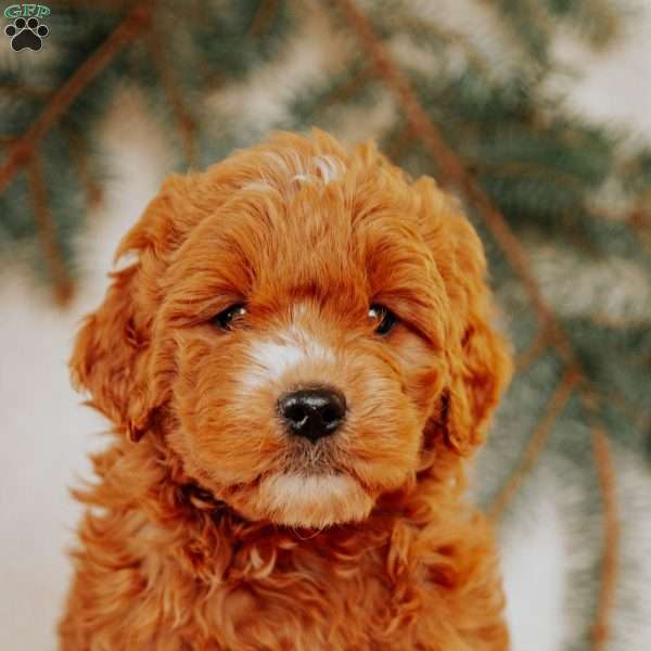 Kip, Goldendoodle Puppy