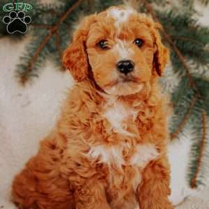 Kole, Goldendoodle Puppy