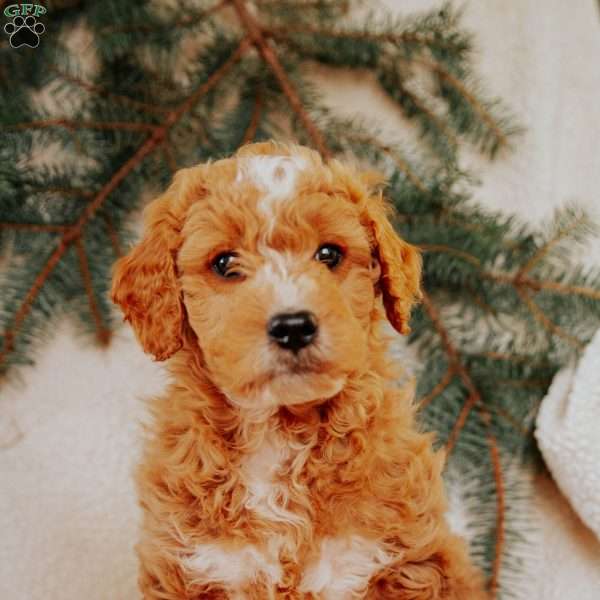 Kole, Goldendoodle Puppy