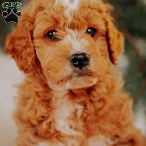 Kole, Goldendoodle Puppy