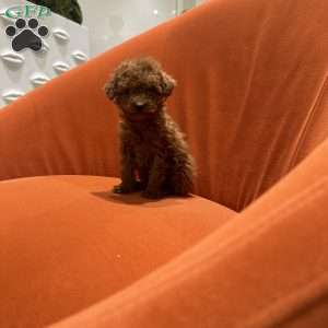 Kash, Toy Poodle Puppy