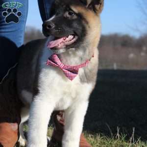 Bear, Akita Puppy