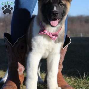 Bear, Akita Puppy