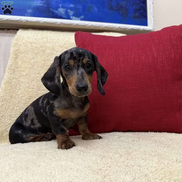 Dude, Dachshund Puppy