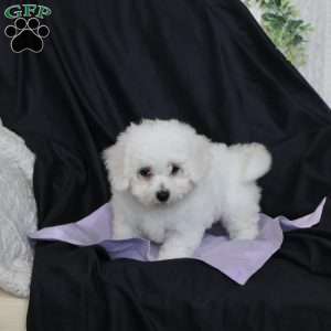 Abbie, Bichon Frise Puppy