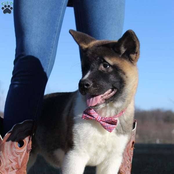 Bear, Akita Puppy