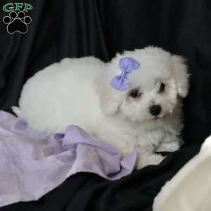 Abbie, Bichon Frise Puppy