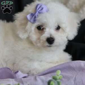 Abbie, Bichon Frise Puppy