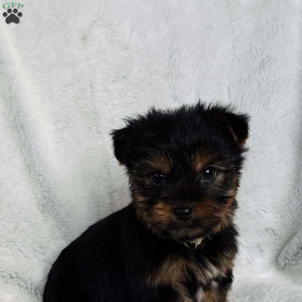 Leo, Yorkie Puppy