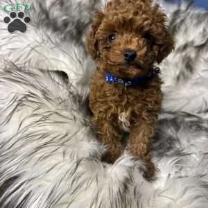 Chase, Toy Poodle Puppy