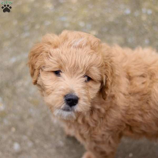 Rose, Goldendoodle Puppy