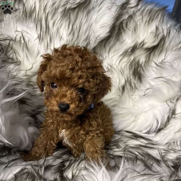 Chase, Toy Poodle Puppy