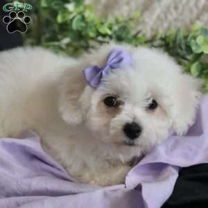 Abbie, Bichon Frise Puppy