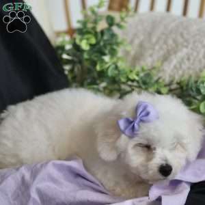 Abbie, Bichon Frise Puppy