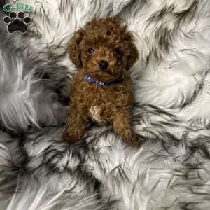 Chase, Toy Poodle Puppy