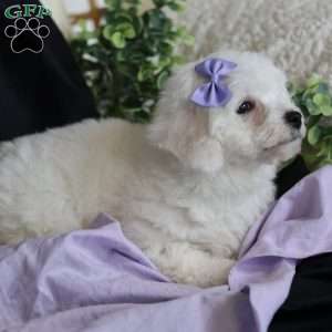 Abbie, Bichon Frise Puppy