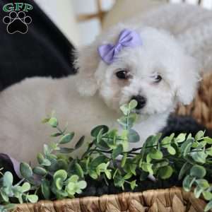 Abbie, Bichon Frise Puppy