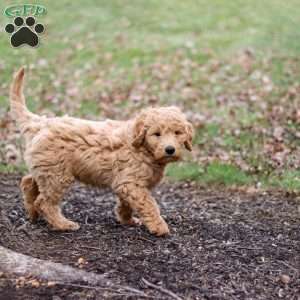 Rusty, Goldendoodle Puppy