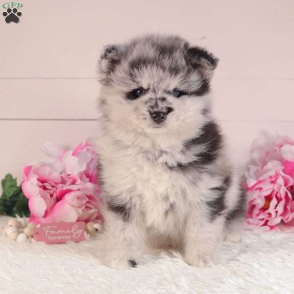 Apolla, Pomsky Puppy