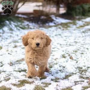 Rusty, Goldendoodle Puppy