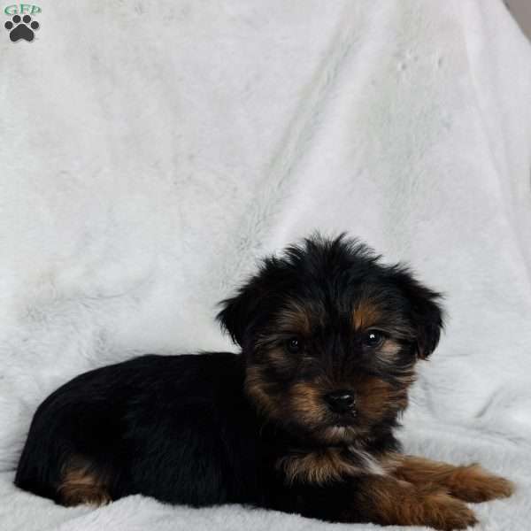 Lucky, Yorkie Puppy