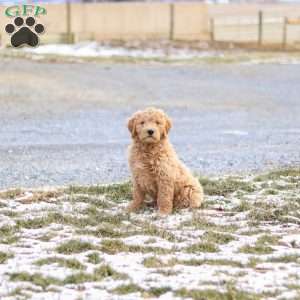 Rusty, Goldendoodle Puppy