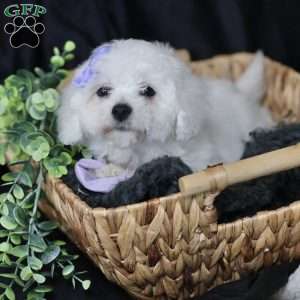 Abbie, Bichon Frise Puppy