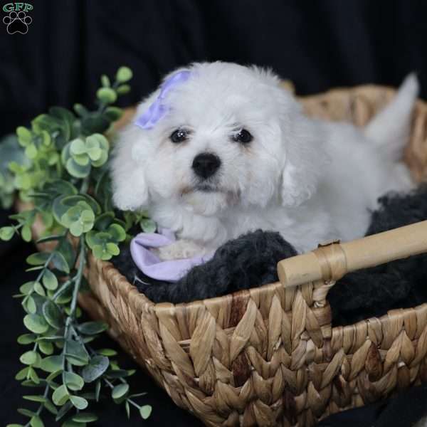 Abbie, Bichon Frise Puppy