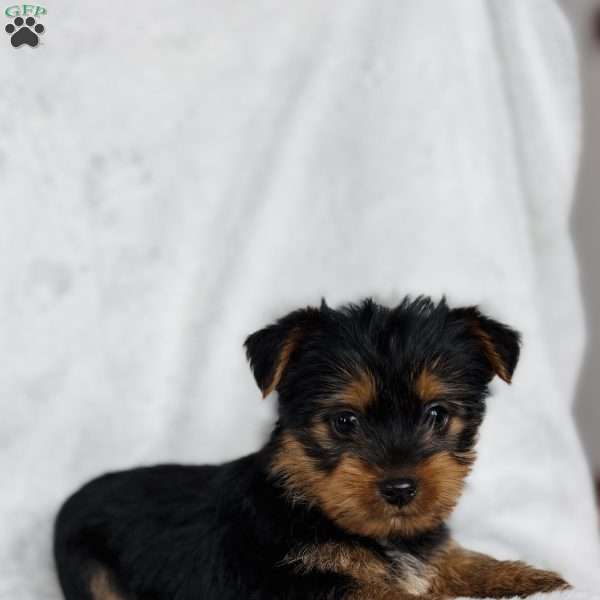 Logan, Yorkie Puppy