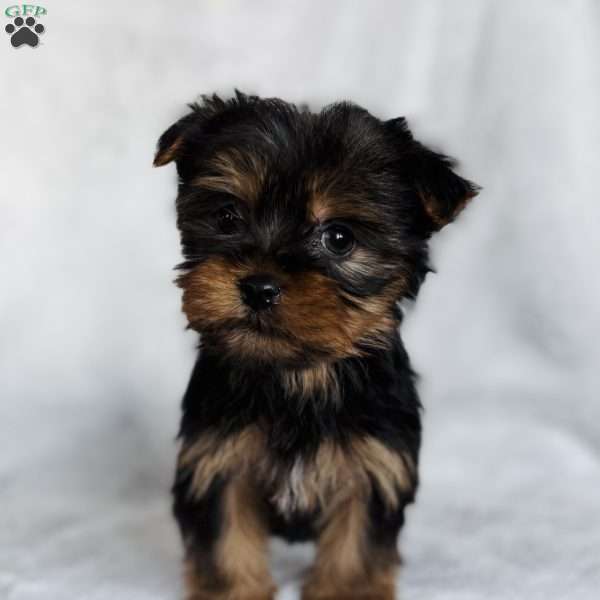 Lexi, Yorkie Puppy