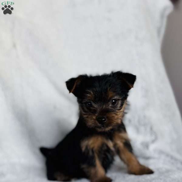 Lori, Yorkie Puppy