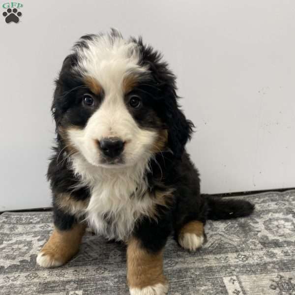 Princess, Bernese Mountain Dog Puppy