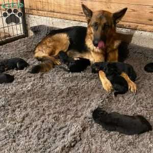 Vidar, German Shepherd Puppy