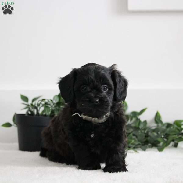 Eddie, Shih-Poo Puppy