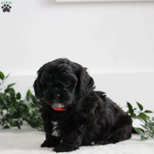 Ellie, Shih-Poo Puppy