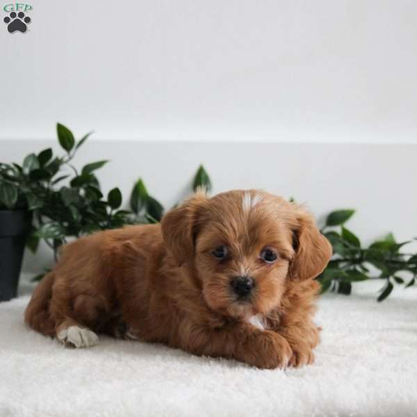 Else, Shih-Poo Puppy