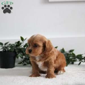 Else, Shih-Poo Puppy