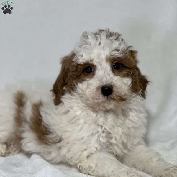 Ginger, Mini Golden Mountain Doodle Puppy