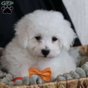 Albert (Tiny), Bichon Frise Puppy