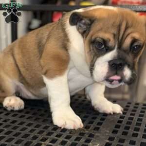 Brownie, English Bulldog Puppy