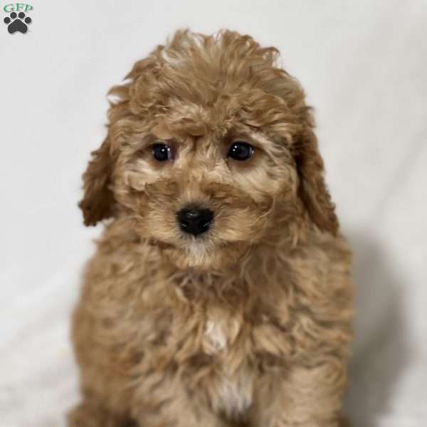 George, Mini Golden Mountain Doodle Puppy