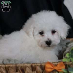 Albert (Tiny), Bichon Frise Puppy