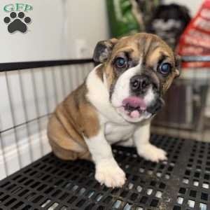 Brownie, English Bulldog Puppy