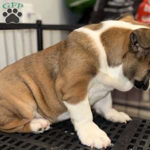 Brownie, English Bulldog Puppy