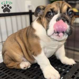 Brownie, English Bulldog Puppy