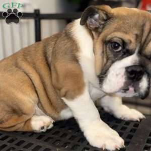 Brownie, English Bulldog Puppy